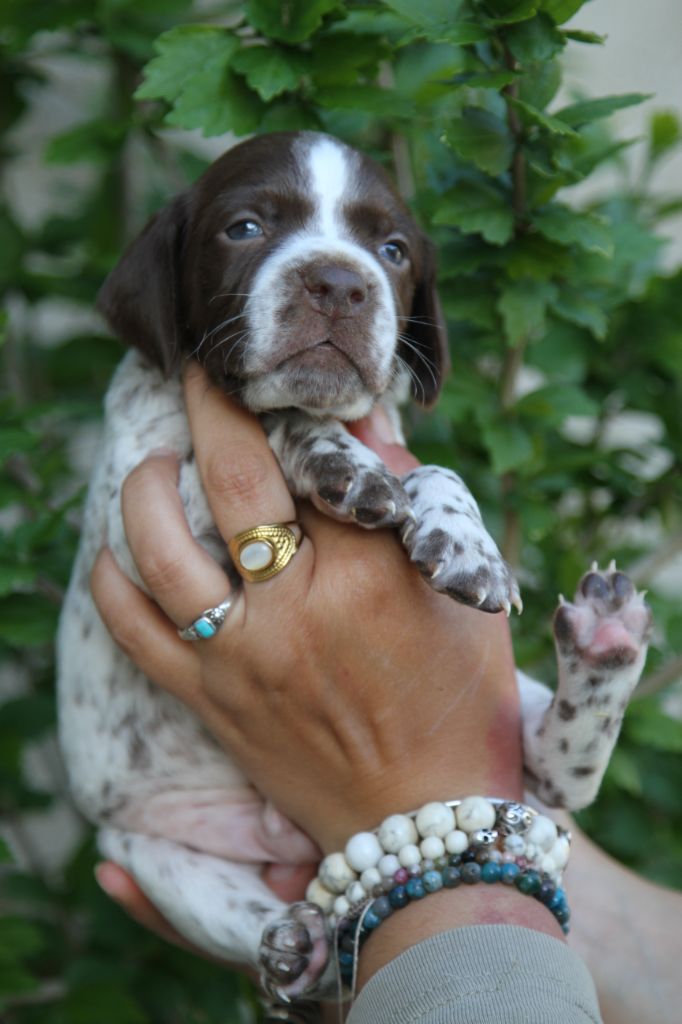du Milobre de Bouisse - Chiots disponibles - Braque français, type Pyrenees (petite taille)