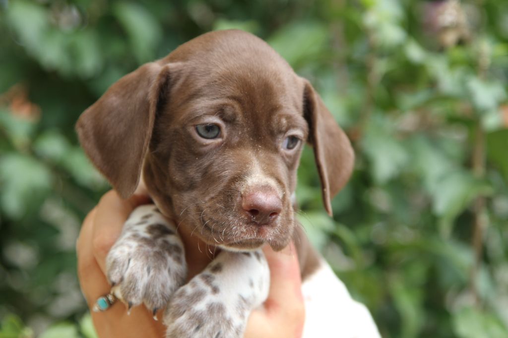 du Milobre de Bouisse - Chiots disponibles - Braque français, type Pyrenees (petite taille)