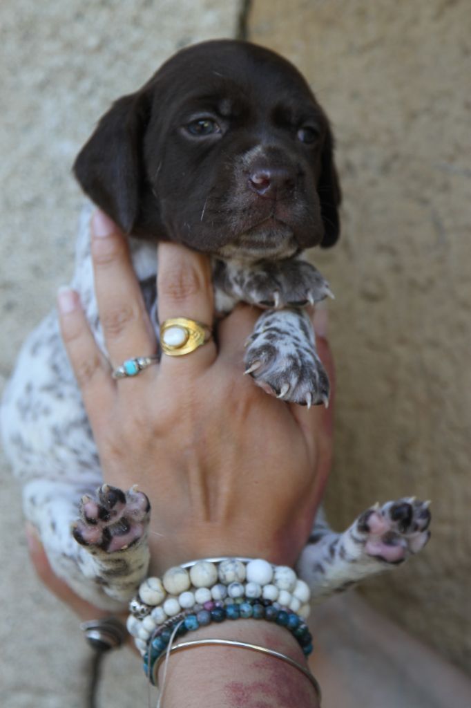 du Milobre de Bouisse - Chiots disponibles - Braque français, type Pyrenees (petite taille)