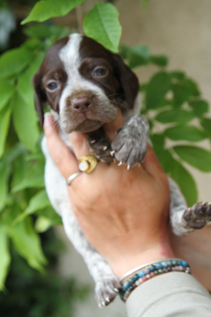 du Milobre de Bouisse - Chiots disponibles - Braque français, type Pyrenees (petite taille)