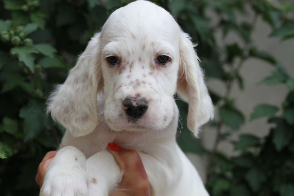 du Milobre de Bouisse - Chiots disponibles - Setter Anglais