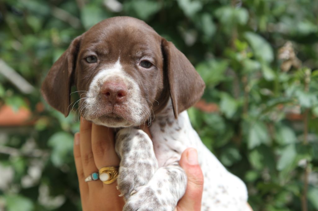 du Milobre de Bouisse - Chiots disponibles - Braque français, type Pyrenees (petite taille)