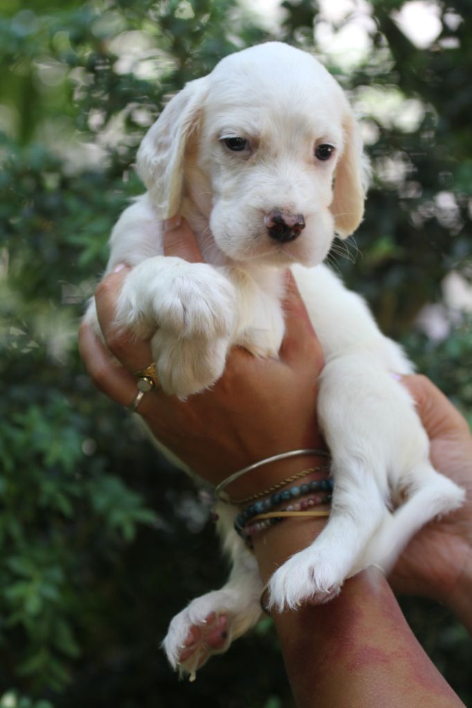 du Milobre de Bouisse - Chiots disponibles - Setter Anglais