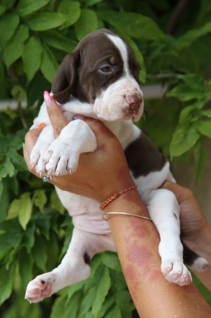 du Milobre de Bouisse - Chiots disponibles - Braque français, type Gascogne (grande taille)