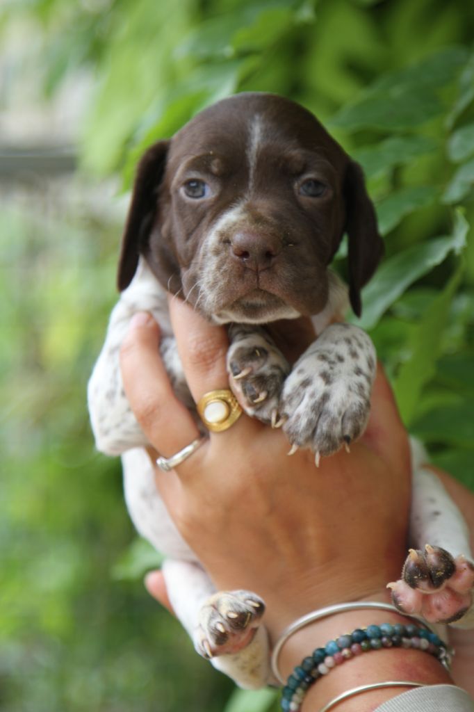 du Milobre de Bouisse - Chiots disponibles - Braque français, type Pyrenees (petite taille)