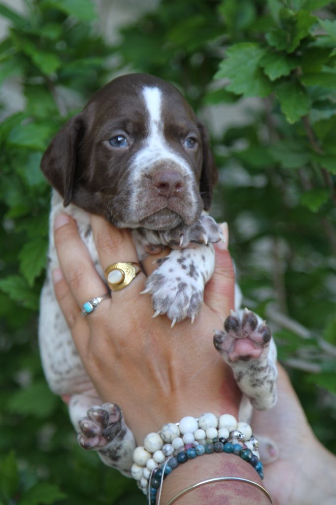 du Milobre de Bouisse - Chiots disponibles - Braque français, type Pyrenees (petite taille)